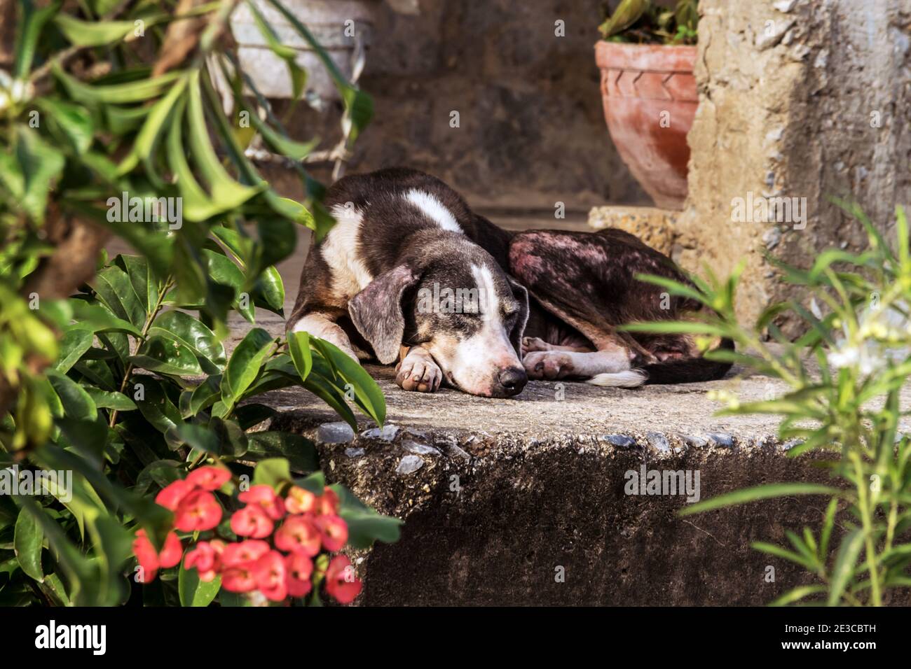 Vecchio cane di strada che riposa sul pavimento tra i fiori del giardino Foto Stock