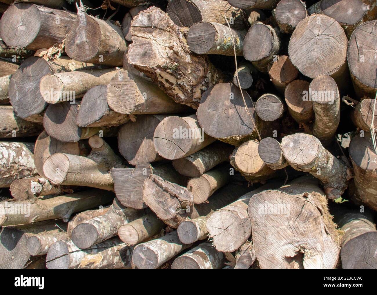 cumulo di tronchi impilato ordinatamente pronto per il legname da tronchi industria del legno Foto Stock