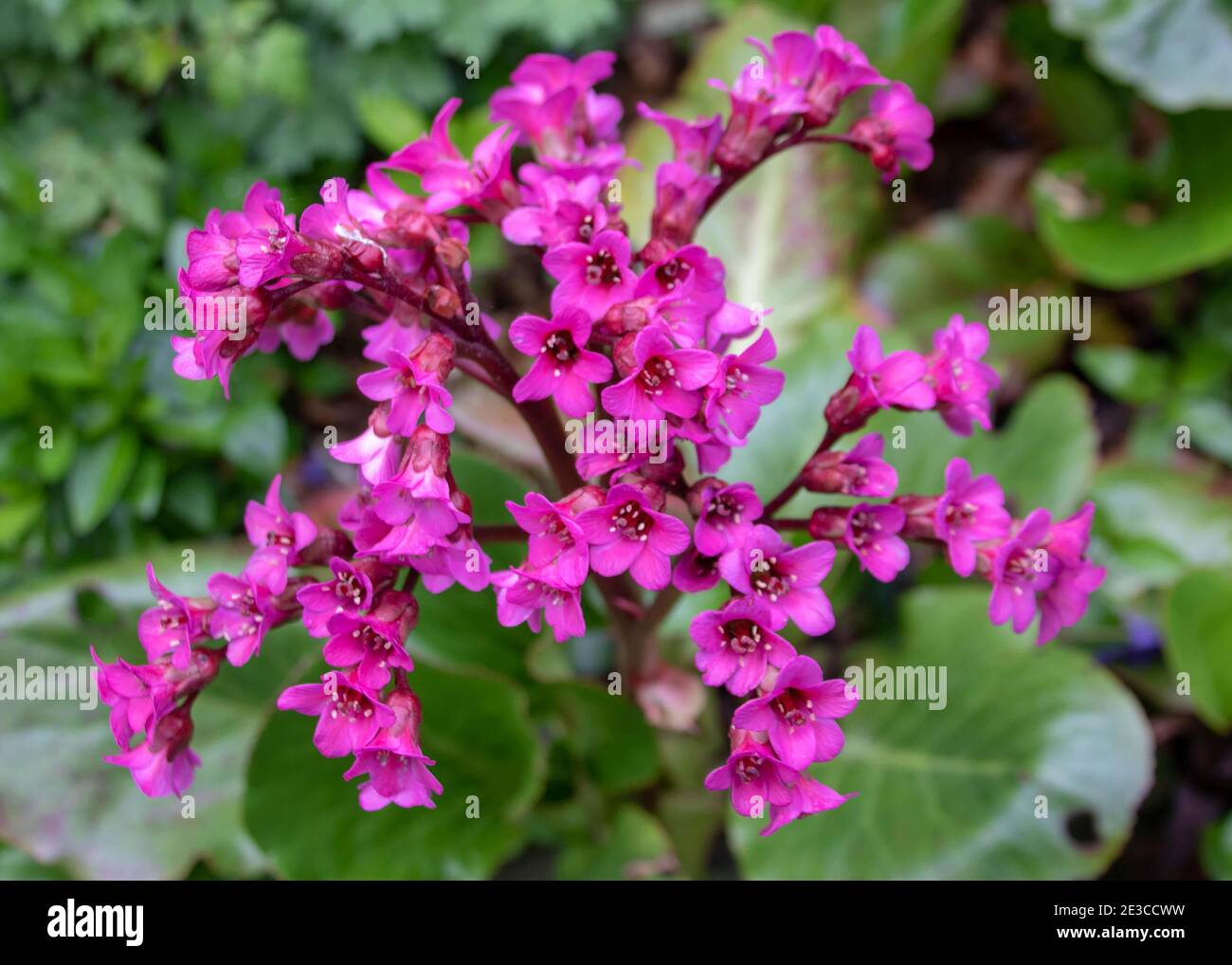 Vivaci fiori rosa di Bergenia cordifolia anche noto come cuore foglia bergenia Foto Stock