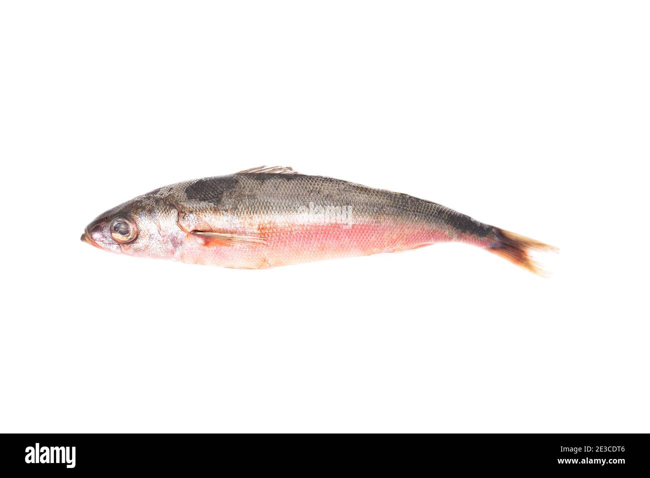 Pesce di mare dagli occhi rossi su sfondo bianco, isolarlo. Pesce fresco e gustoso per cucinare Foto Stock