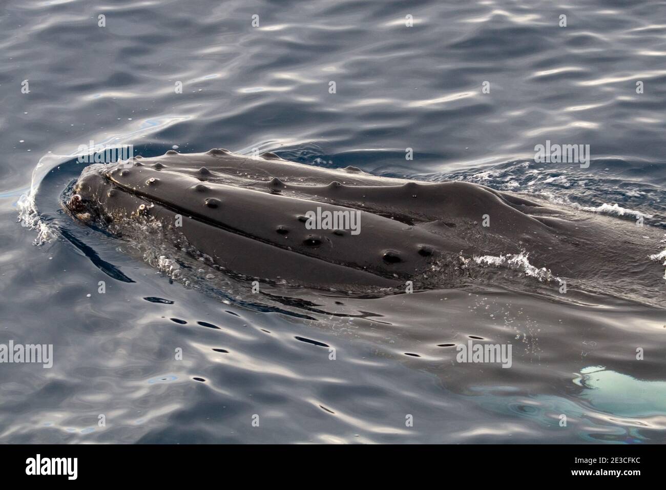Humpback whale Foto Stock