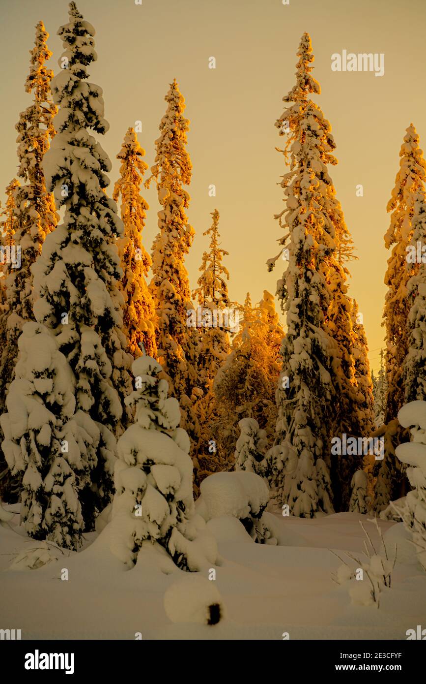 Tramonto su una pineta artica coperta di neve in un paese delle meraviglie invernali. Foto Stock