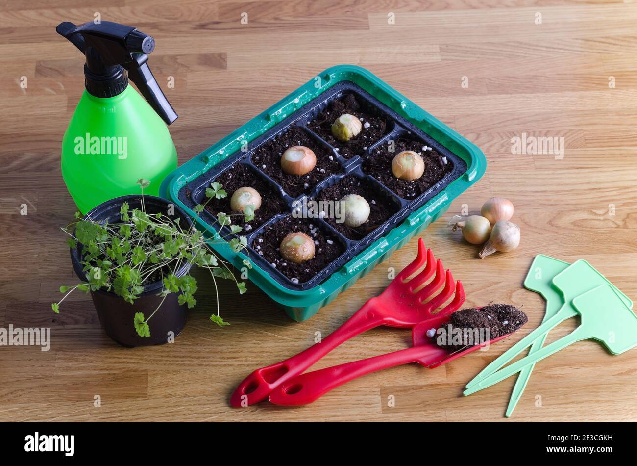 Un contenitore in plastica con lampadine si trova su una superficie torfata, accanto ad un attrezzo da giardino. Il concetto di una mini-città a casa, spazio di riproduzione. Foto Stock