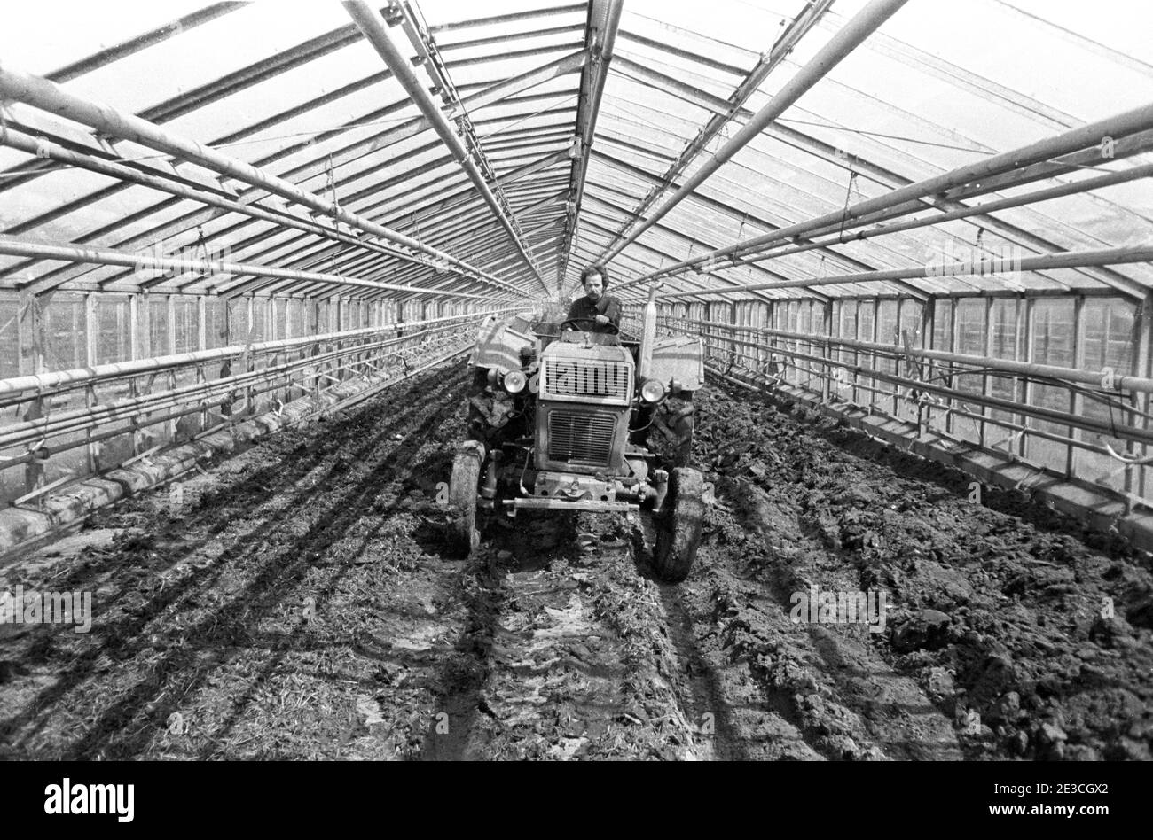 11 ottobre 1984, Sassonia, Eilenburg: Un piccolo trattore da campo viene utilizzato per lavorare nella serra del GPG "Ehrenberg" nell'autunno 1984. La data esatta della foto non è nota. Foto: Volkmar Heinz/dpa-Zentralbild/ZB Foto Stock