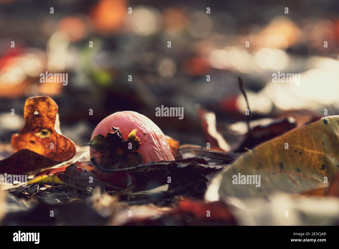 Un solo frutto di persimmon tra le foglie del pavimento della foresta durante un pomeriggio di ottobre. Preso vicino a Clearspring, IN. Foto Stock