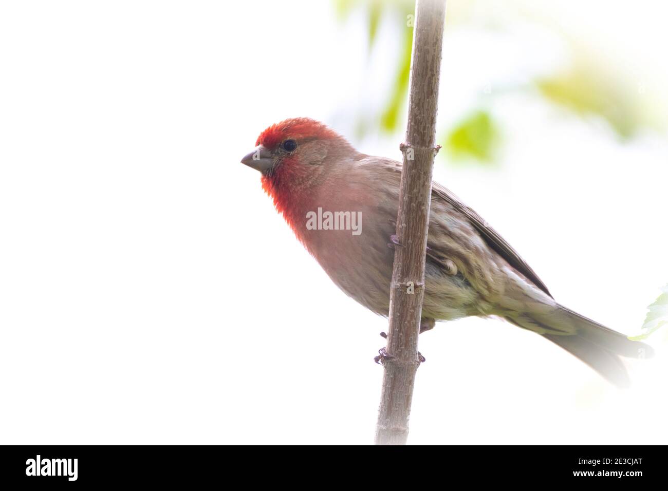 Una scena deliberatamente sovraesposta di una finca di casa arroccata su un ramo che guarda a sinistra. L'oggetto è diritto al centro. Foto Stock