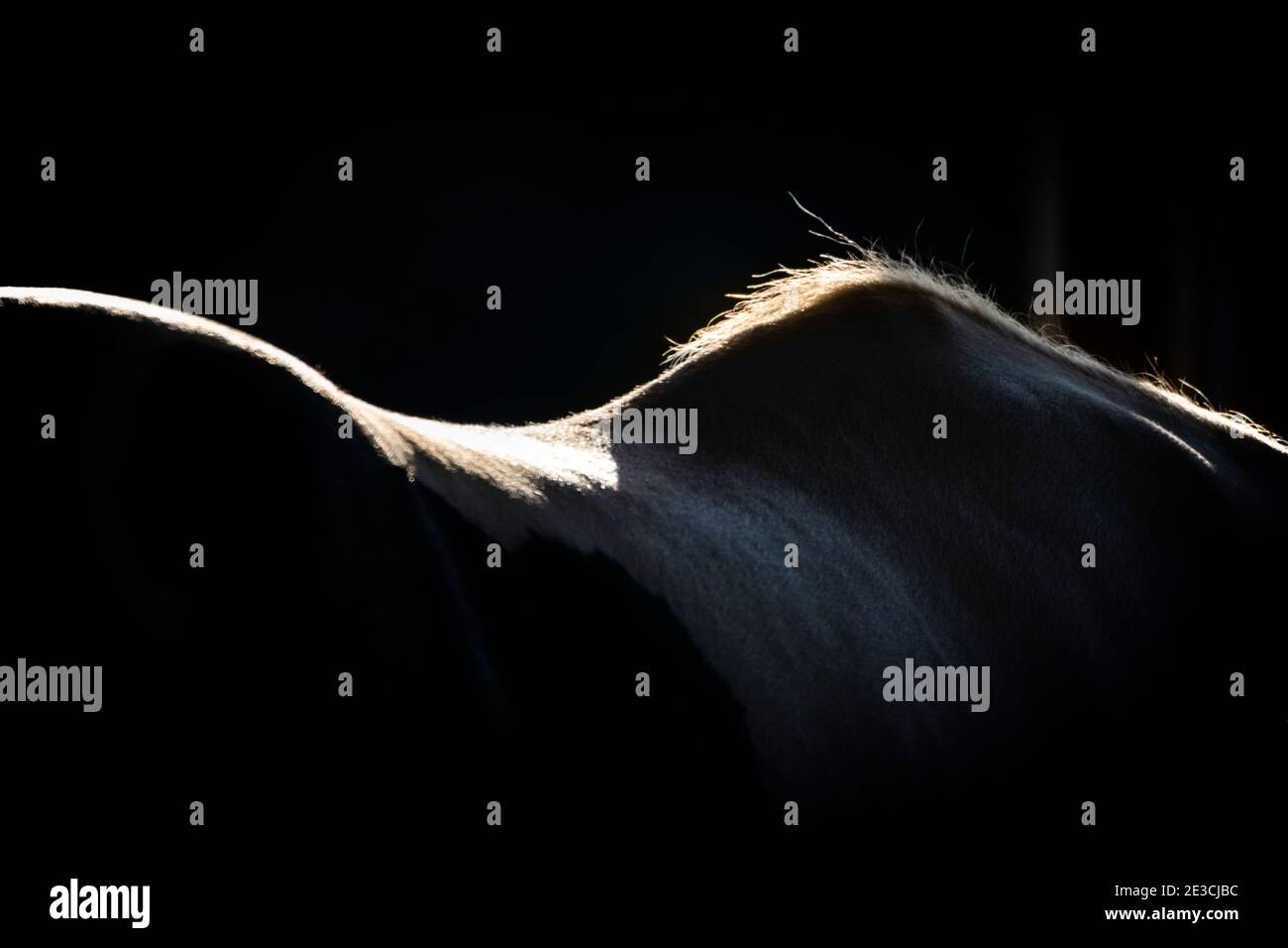 Luce del sole sulla parte posteriore di un cavallo bianco e nero presto una mattina. La razza è Gypsy Vanner. Foto Stock