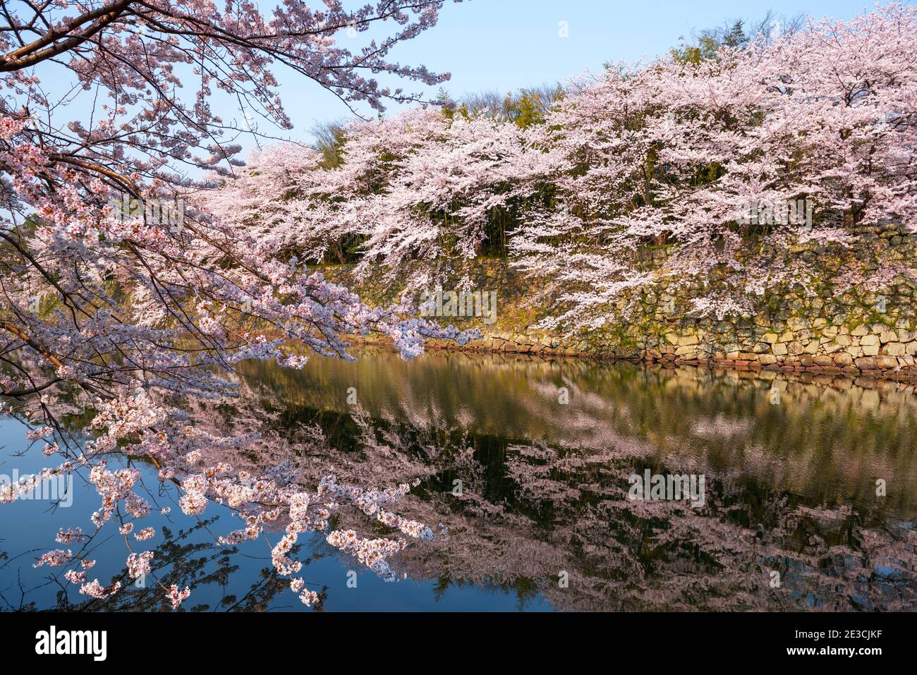 Hikone, Giappone a fossato del castello durante la stagione primaverile. Foto Stock