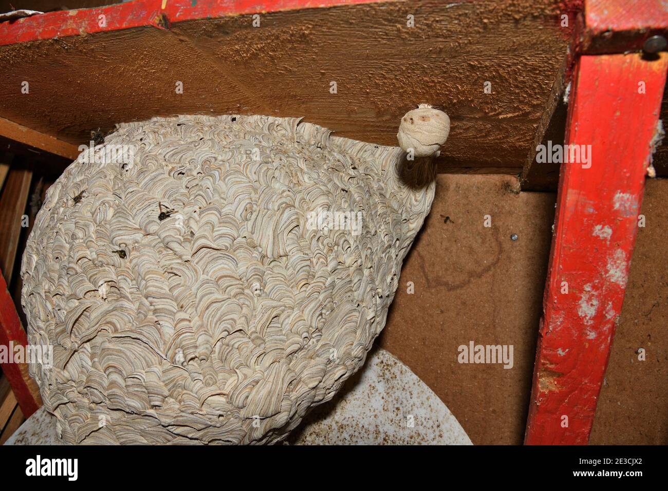 Un grande nido di vespe costruito sotto un tavolo dentro un apiario Foto Stock