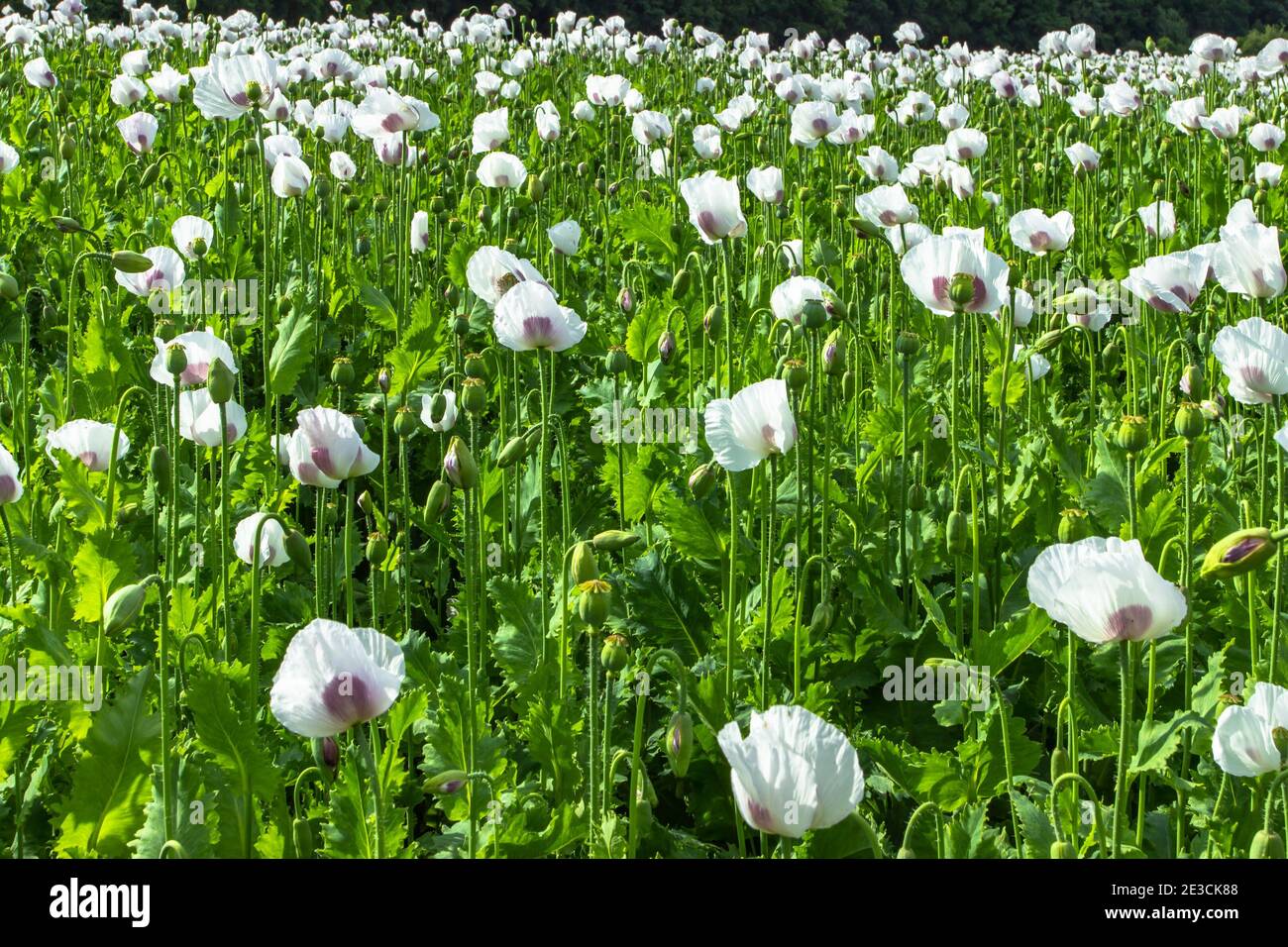 Bella primavera vivace campo di bianco fioritura papavero.Poppies fiore Wallper.Panorama di un campo di papaveri contro il cielo nuvoloso.Summer scena rurale. Foto Stock
