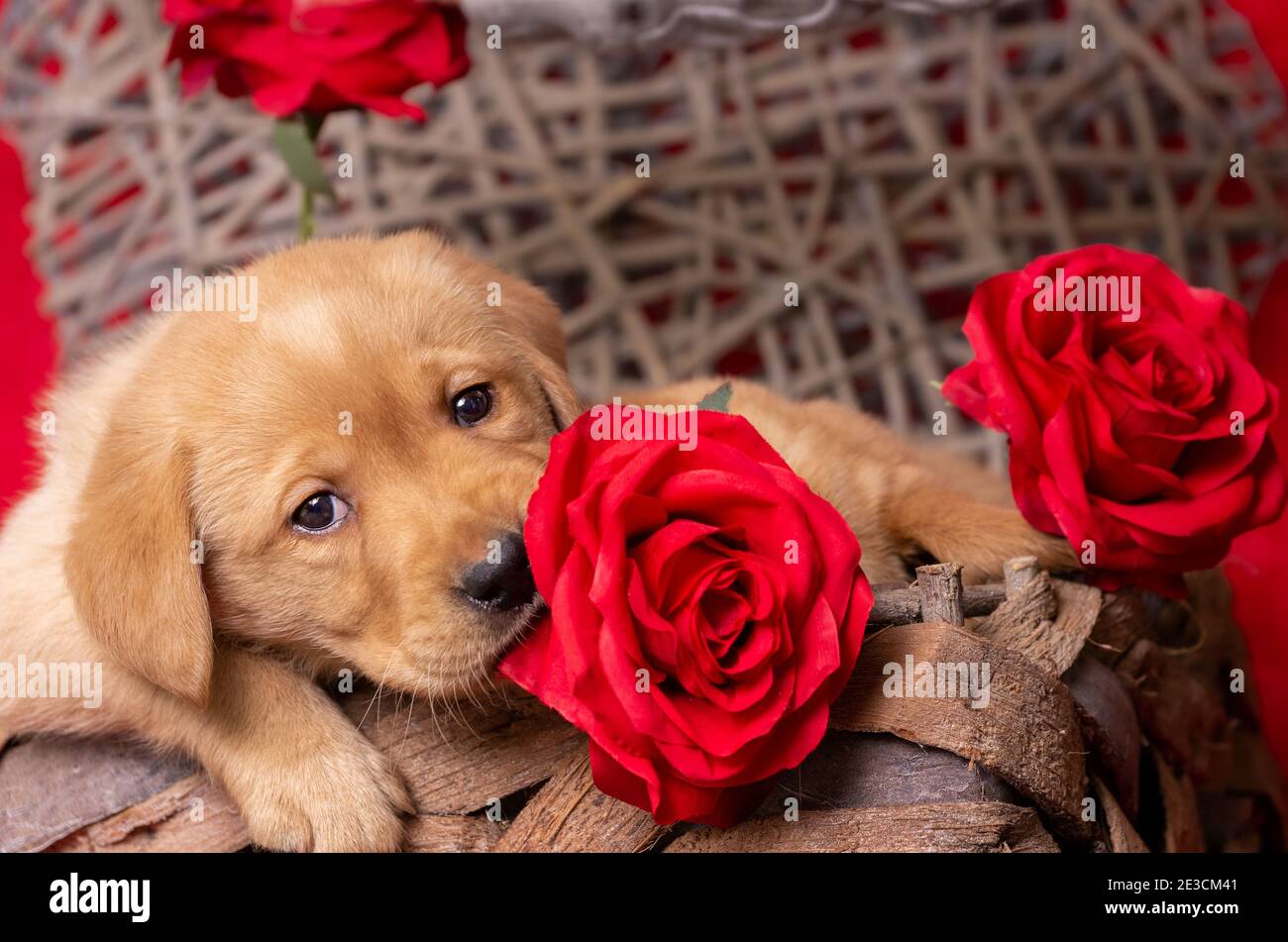 il cucciolo di labrador biondo guarda innamorato alla macchina fotografica e ha una rosa rossa in bocca. Tema di San Valentino. Si trova in un cestino decorativo. Spazio di copia, spazio per Foto Stock