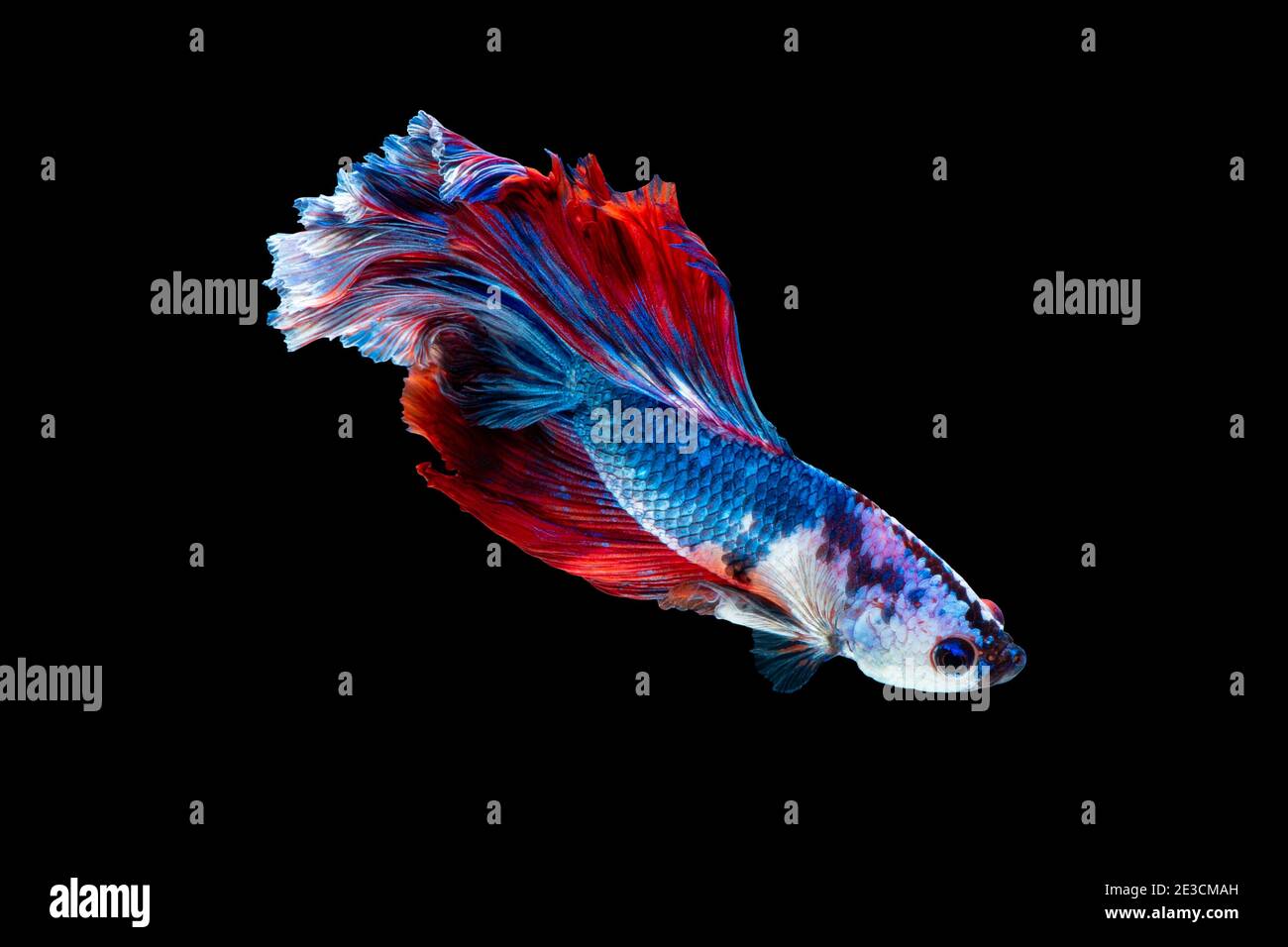 Close up arte movimento di Betta pesce o Siamese fighting fish isolati su sfondo nero Foto Stock