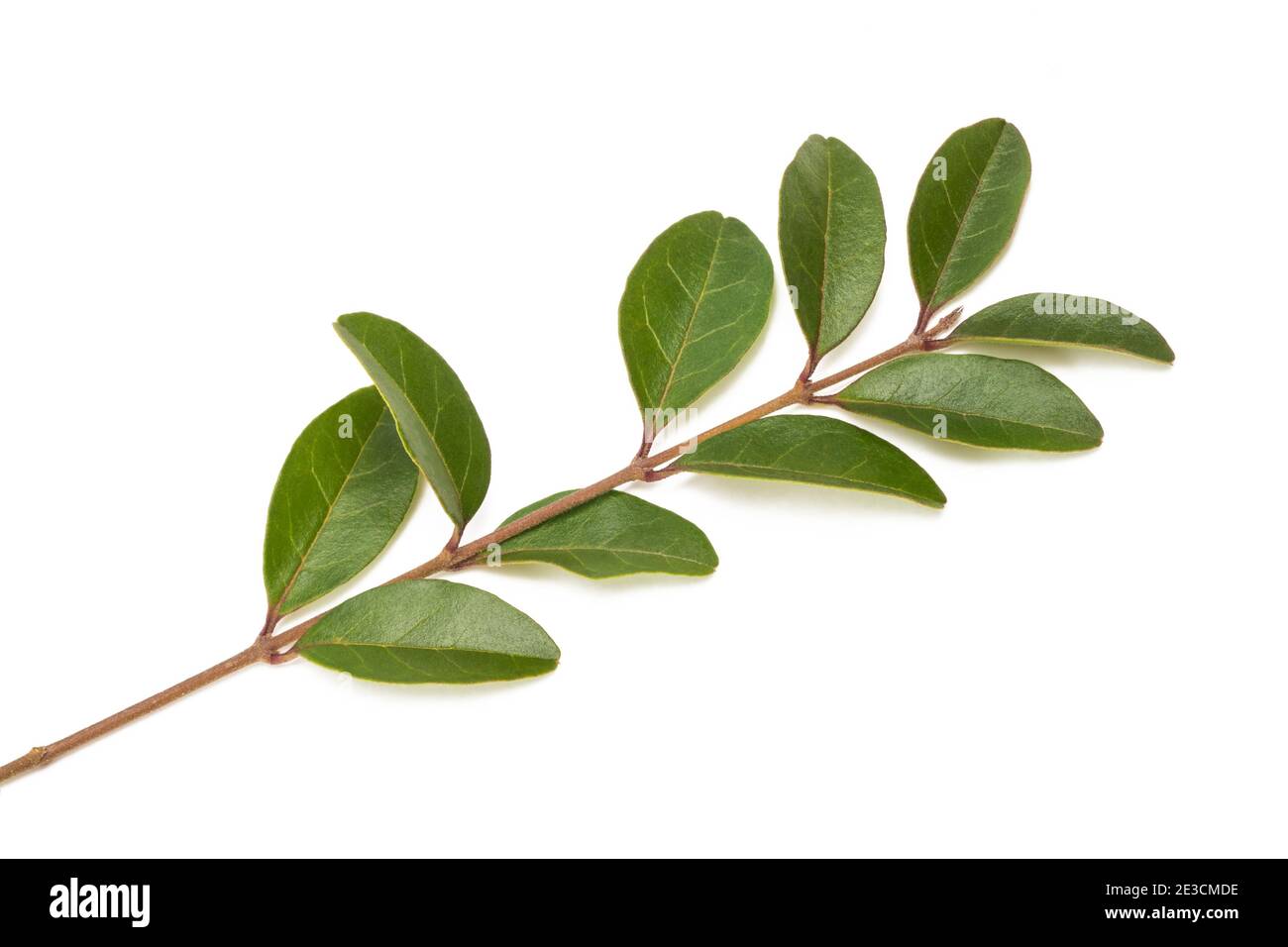 Privet ( Ligustru vulgare ) isolato su bianco Foto Stock
