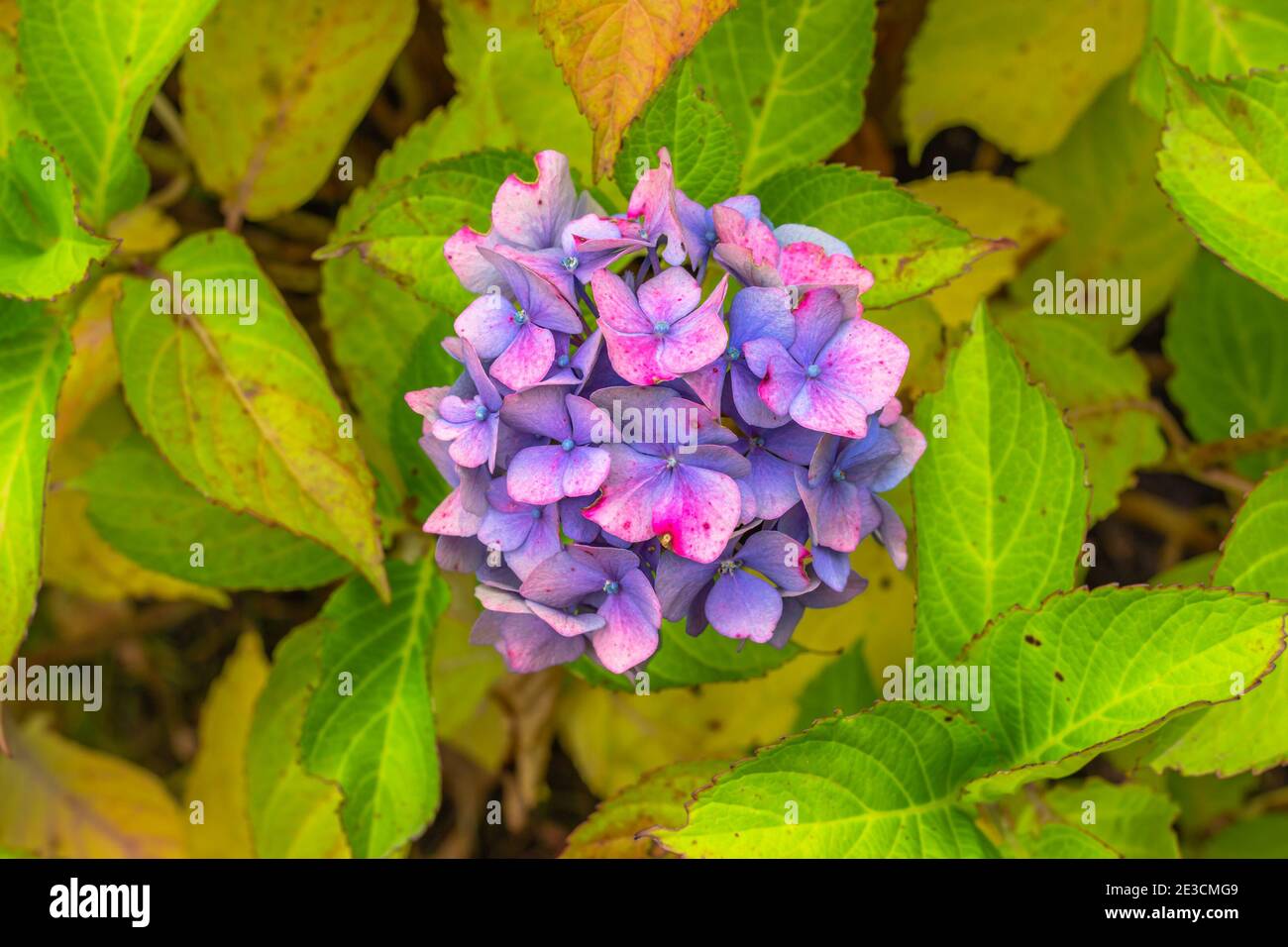 Fiore rosa viola Hydrangea fiore Hydrangea macrophylla. Fiori estivi in giardino. Macchia colorata di hortensia. Primo piano di Hortensia flower. Foto Stock