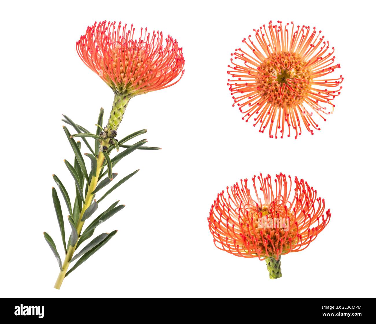 Fiori di pincushion isolati su sfondo bianco Foto Stock