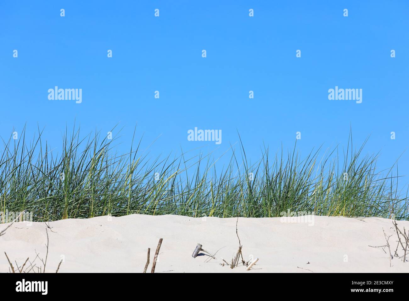 Erbe selvatiche sono sulle dune. Piante selvatiche, che spesso crescono sulla spiaggia della costa baltica, qui si può vedere a Kolobrzeg in Polonia. Foto Stock