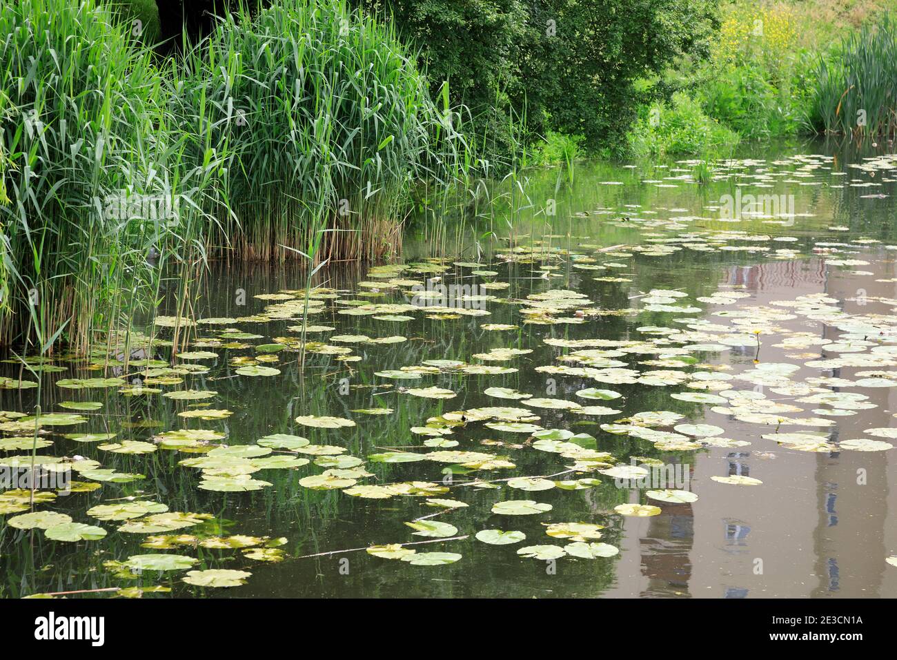 Grandi foglie piatte di gigli d'acqua si trovano sulla superficie del lago nel distretto di Varsavia chiamato Goclaw. Ci sono anche piante di canna. Foto Stock