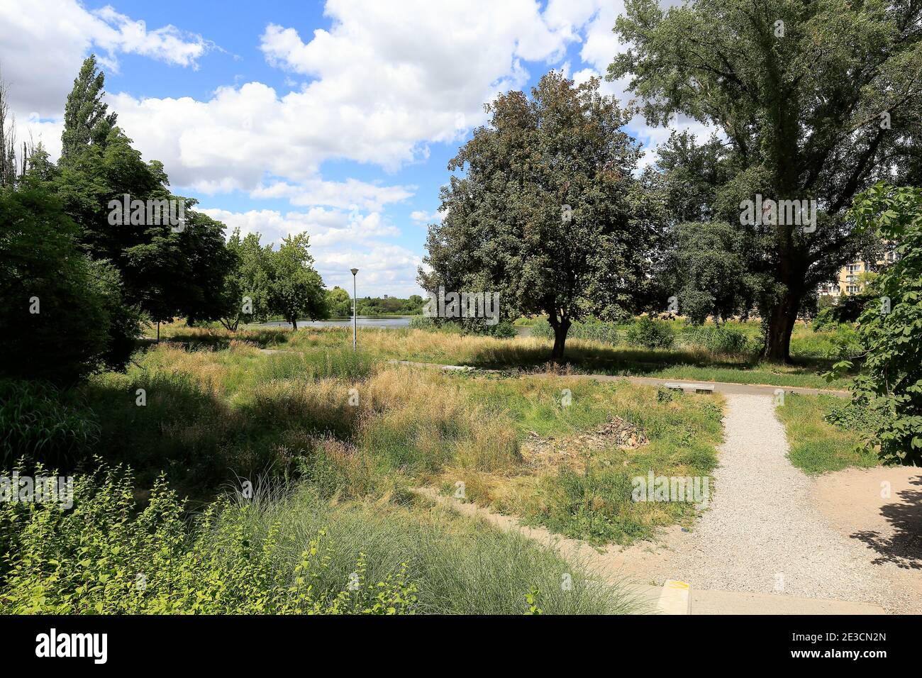 Alberi con fogliame lussureggiante e ci sono anche molti altri le piante si trovano in un parco naturale e sono visibili Nel distretto di Varsavia chiamato localmente Gocla Foto Stock