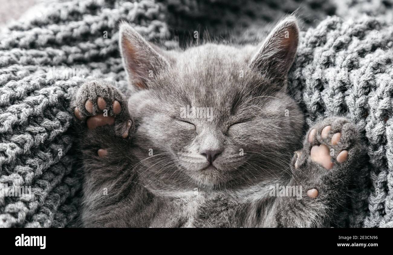 Il gattino britannico grigio giace su morbida coperta di maglia grigia. Cat ritratto con zampe poggiano sul letto. Gli animali domestici dormono comodamente in una casa accogliente. Vista dall'alto Foto Stock