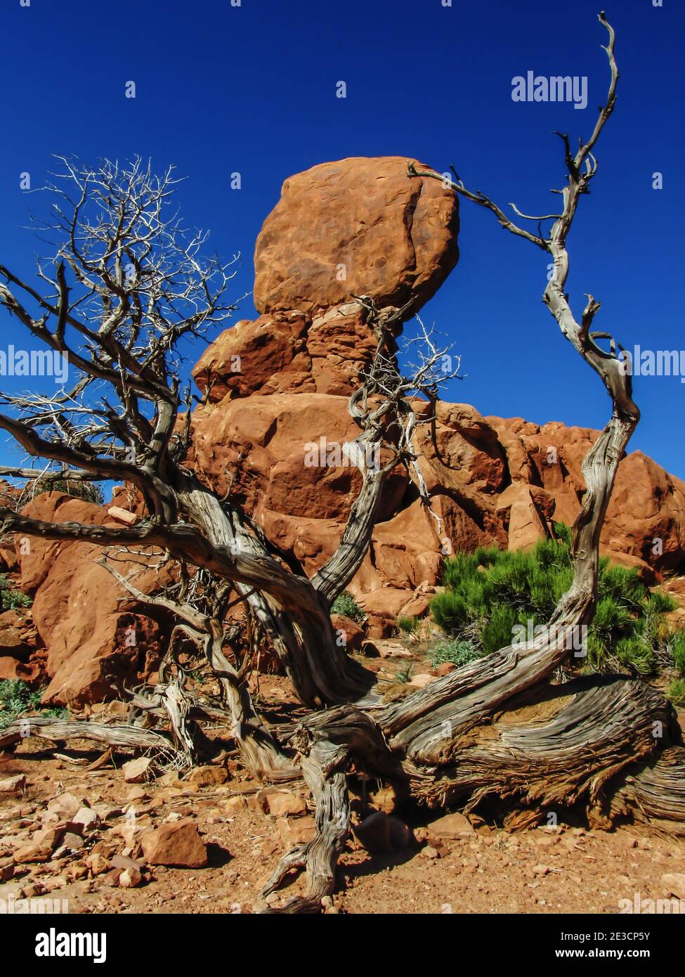 Un albero morto, che incornicia il Balanced Rock of Archers National Park, Utah, USA, in una giornata di sole chiaro Foto Stock