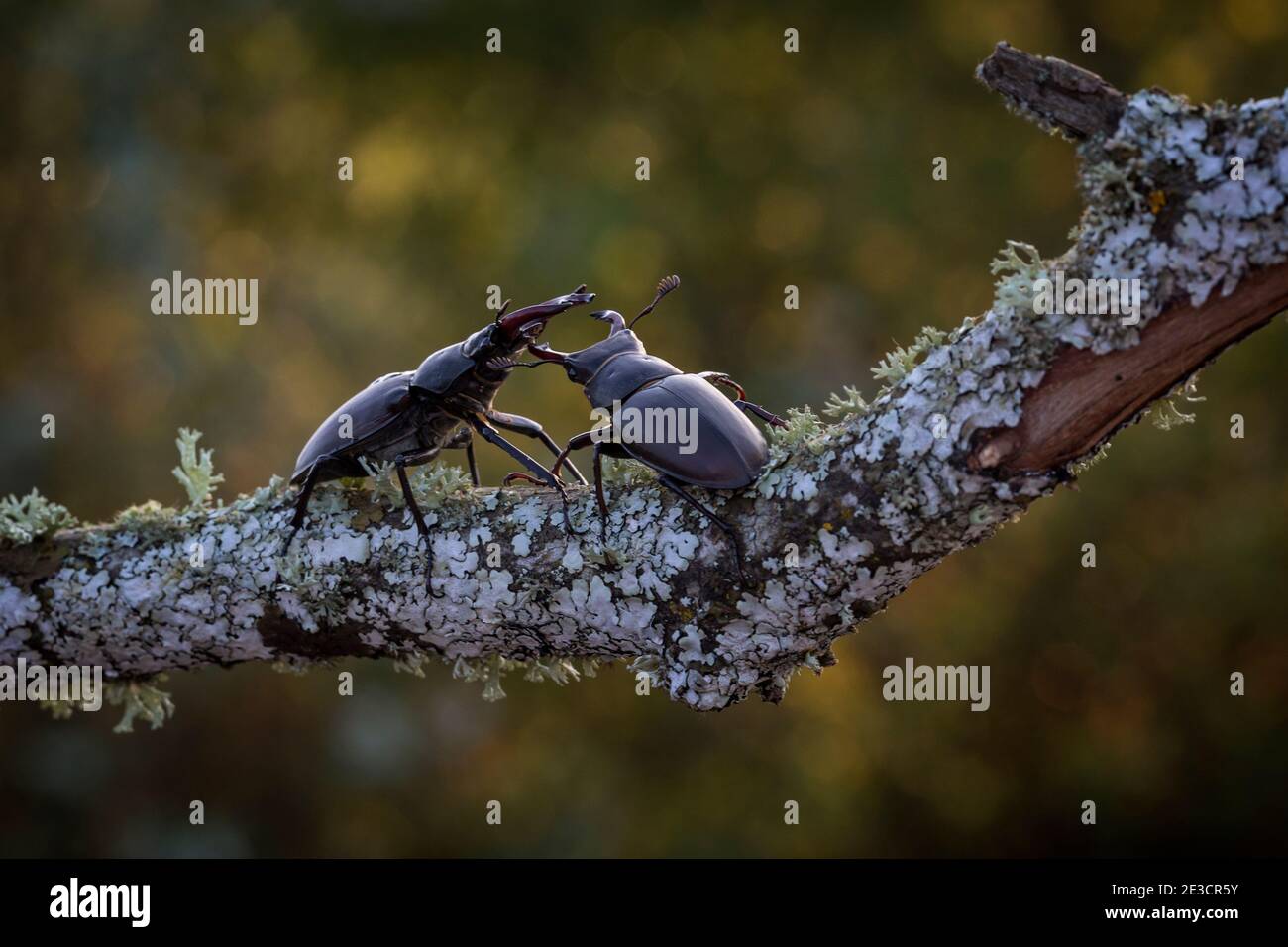 Beetle europeo Stag (Lucanus cervicus) Foto Stock