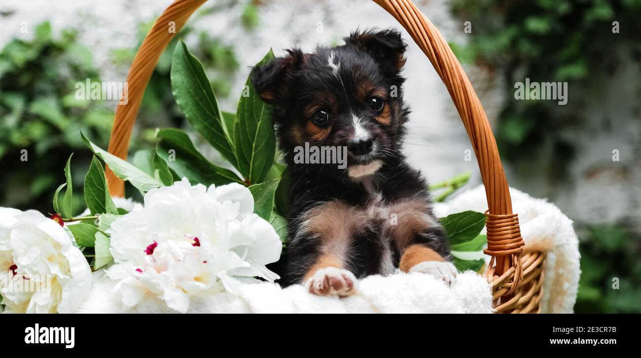 Il cane cucciolo nero si siede nel cesto sullo sfondo della natura verde. Buon cane pooch, non purebred su coperta bianca con fiore di pony fuori in estate Foto Stock