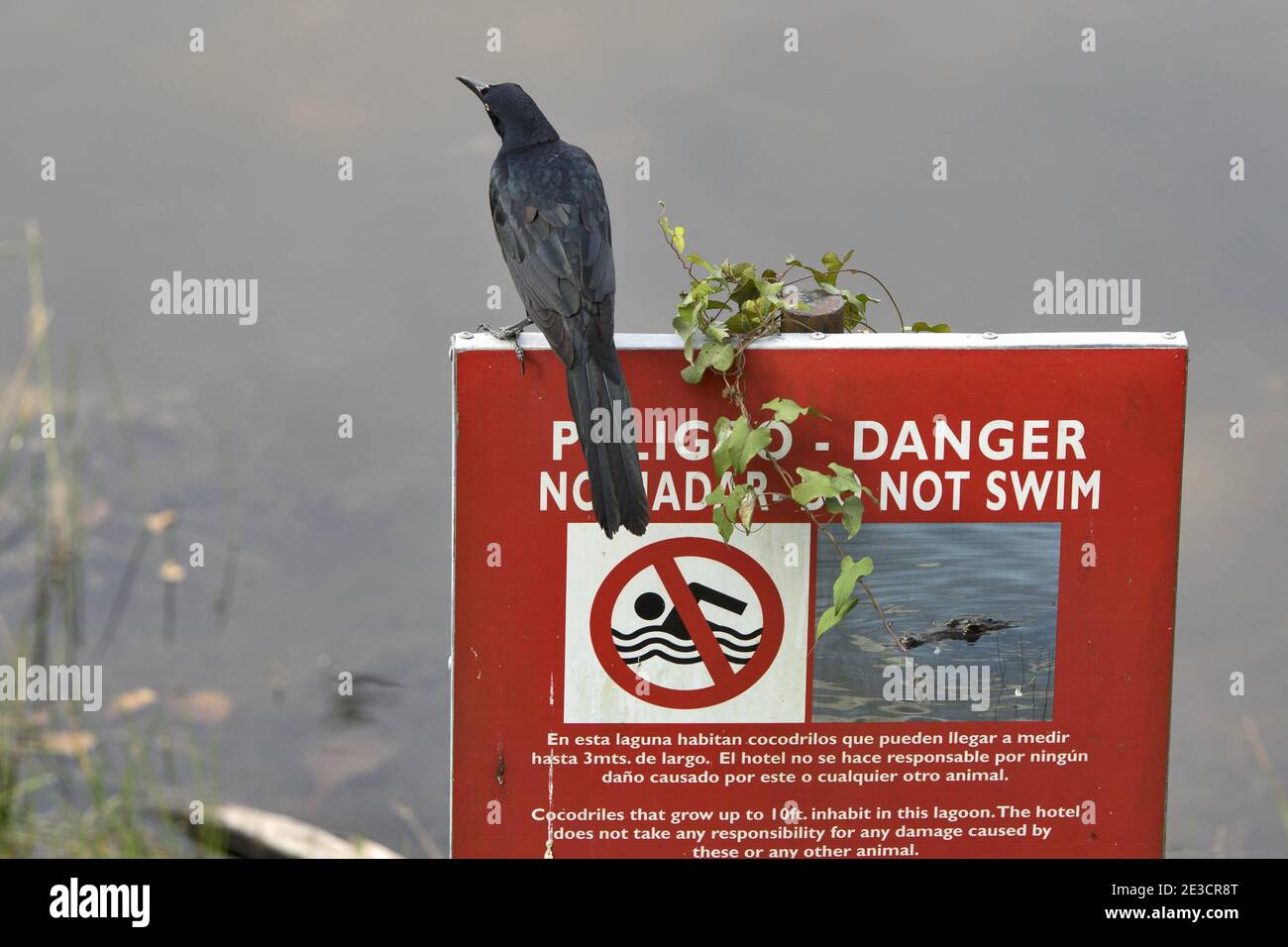 Guatemala, America Centrale: Uccello seduto sul cartello rosso - nuoto vietato Foto Stock