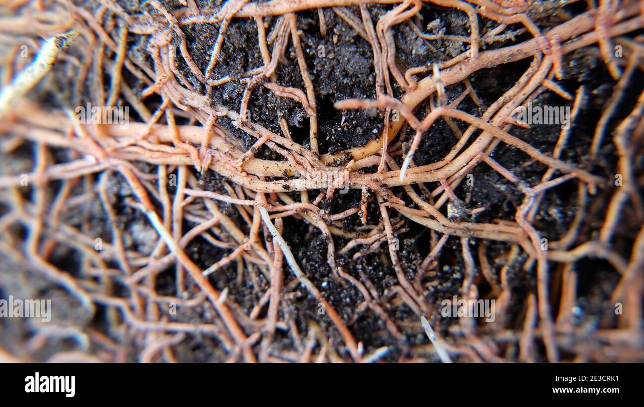 Closeup di radici di pianta di serpente che cresce su suolo scuro. Foto Stock