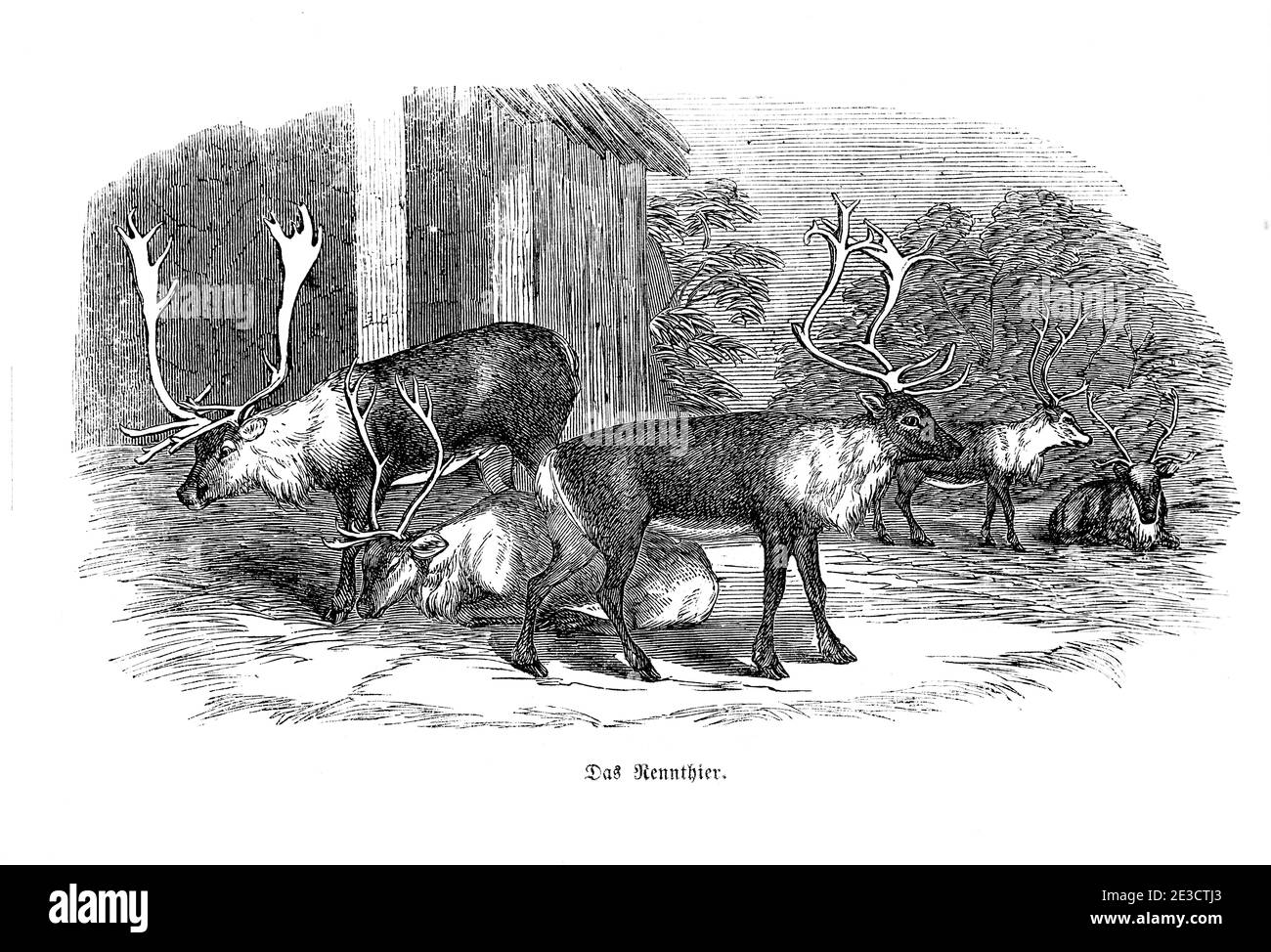 Renne del Nord Europa, Calendario Svizzero con storie su animali stranieri e motivi corrispondenti, San Gallo Svizzera 1853 Foto Stock