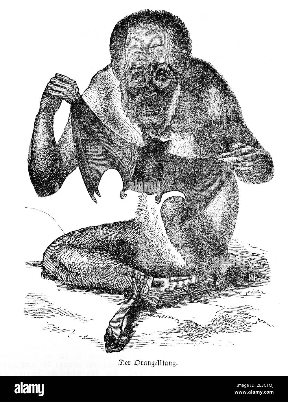 Ritratto di un orang-utan di siting, Calendario Svizzero con storie su animali stranieri e motivi corrispondenti, San Gallo Svizzera 1853 Foto Stock