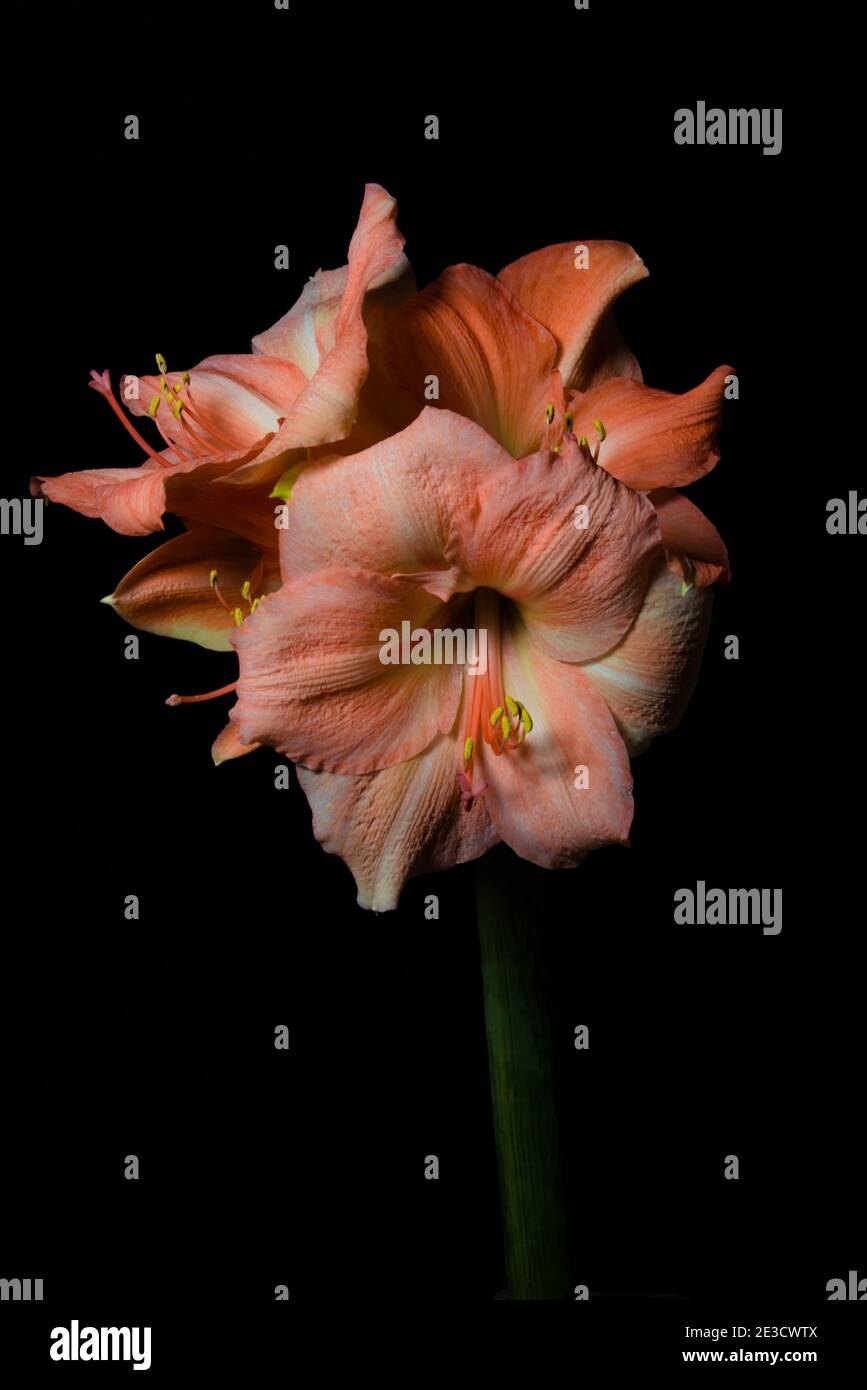 amaryllis color rosa pastello isolato su sfondo nero Foto Stock