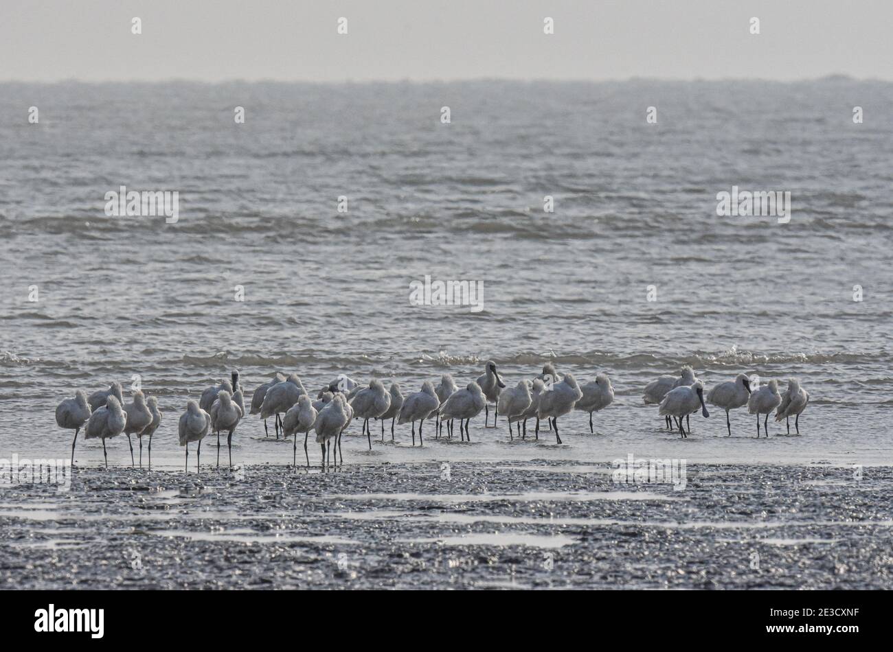 Danzhou. 18 gennaio 2021. La foto scattata il 18 gennaio 2021 mostra le spatole nere che percolano in una zona umida a Dongfang, nella provincia di Hainan, nella Cina meridionale. Elencato nel libro di dati del Consiglio Internazionale per la conservazione degli uccelli, la spatola nera è uno degli uccelli più a rischio al mondo, a causa della sua area di distribuzione limitata e della popolazione estremamente rara. Credit: Pu Xiaoxu/Xinhua/Alamy Live News Foto Stock