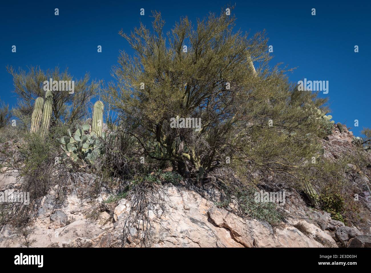 Mesquite albero nel deserto Foto Stock
