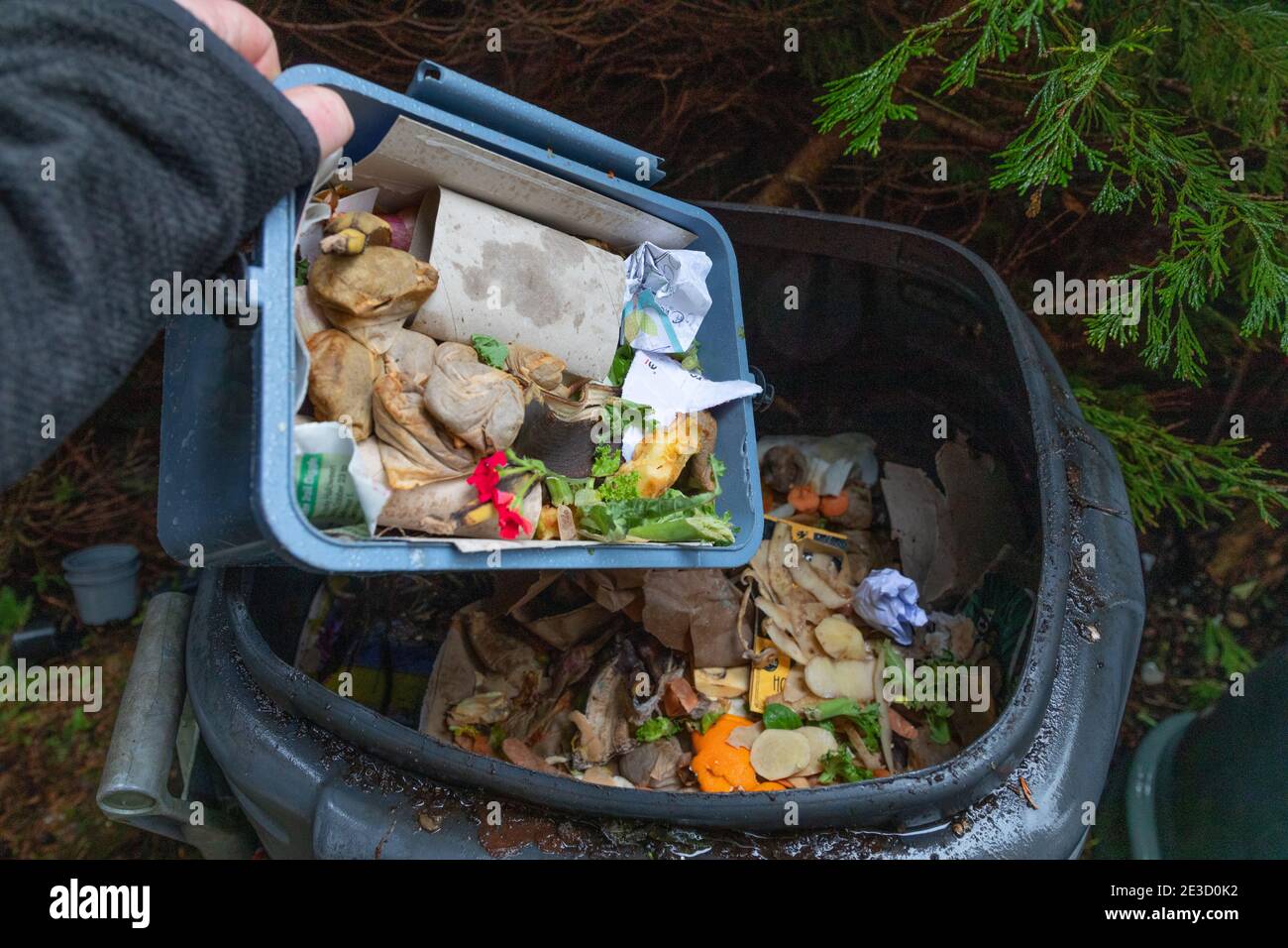 Un casalingo aggiunge rifiuti di cucina compostabili al loro mucchio di composto domestico a Dobcross, Oldham, Regno Unito Foto Stock