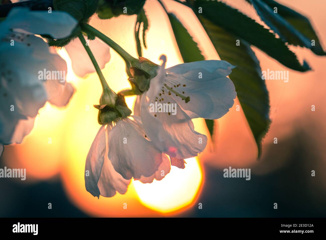 Ramo di fiori di ciliegio sotto il tramonto con la svasatura nel sfondo Foto Stock