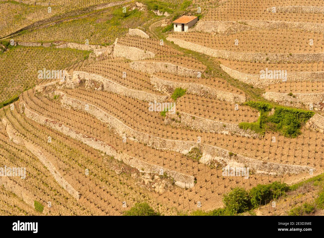 Die Weinberge von Tain-l’Hermitage m Inverno Foto Stock