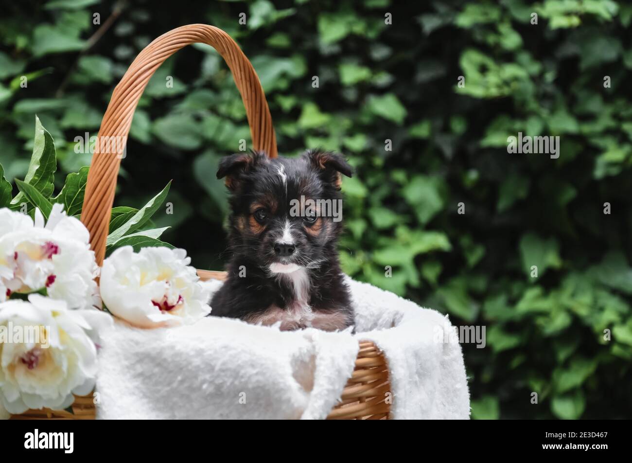 Il cane cucciolo nero si siede nel cesto sullo sfondo della natura verde. Buon cane pooch, non purebred su coperta bianca con fiore di pony fuori in estate Foto Stock