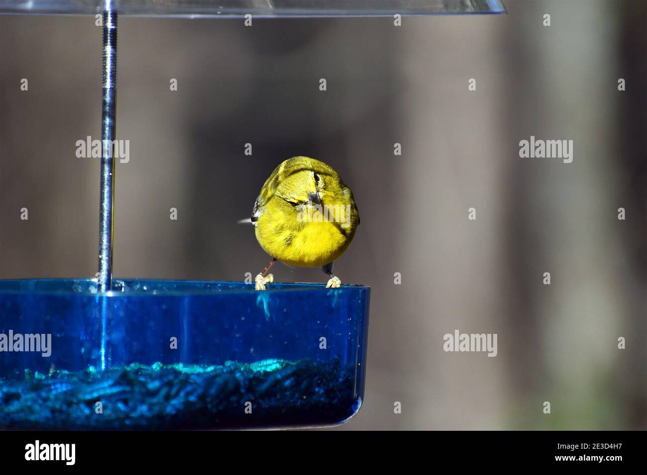 Warbler pin curioso sull'alimentatore Foto Stock