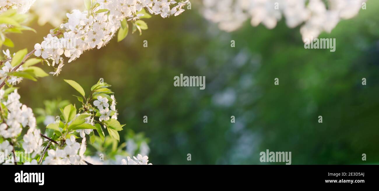 Sfondo verde primavera con una cornice di rami di fioritura ciliegie sul bokeh sfocato e spazio di copia Foto Stock