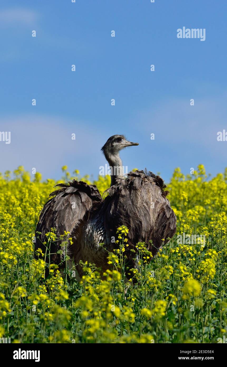 Rhea nel Meclemburgo nord-occidentale, Germania Foto Stock