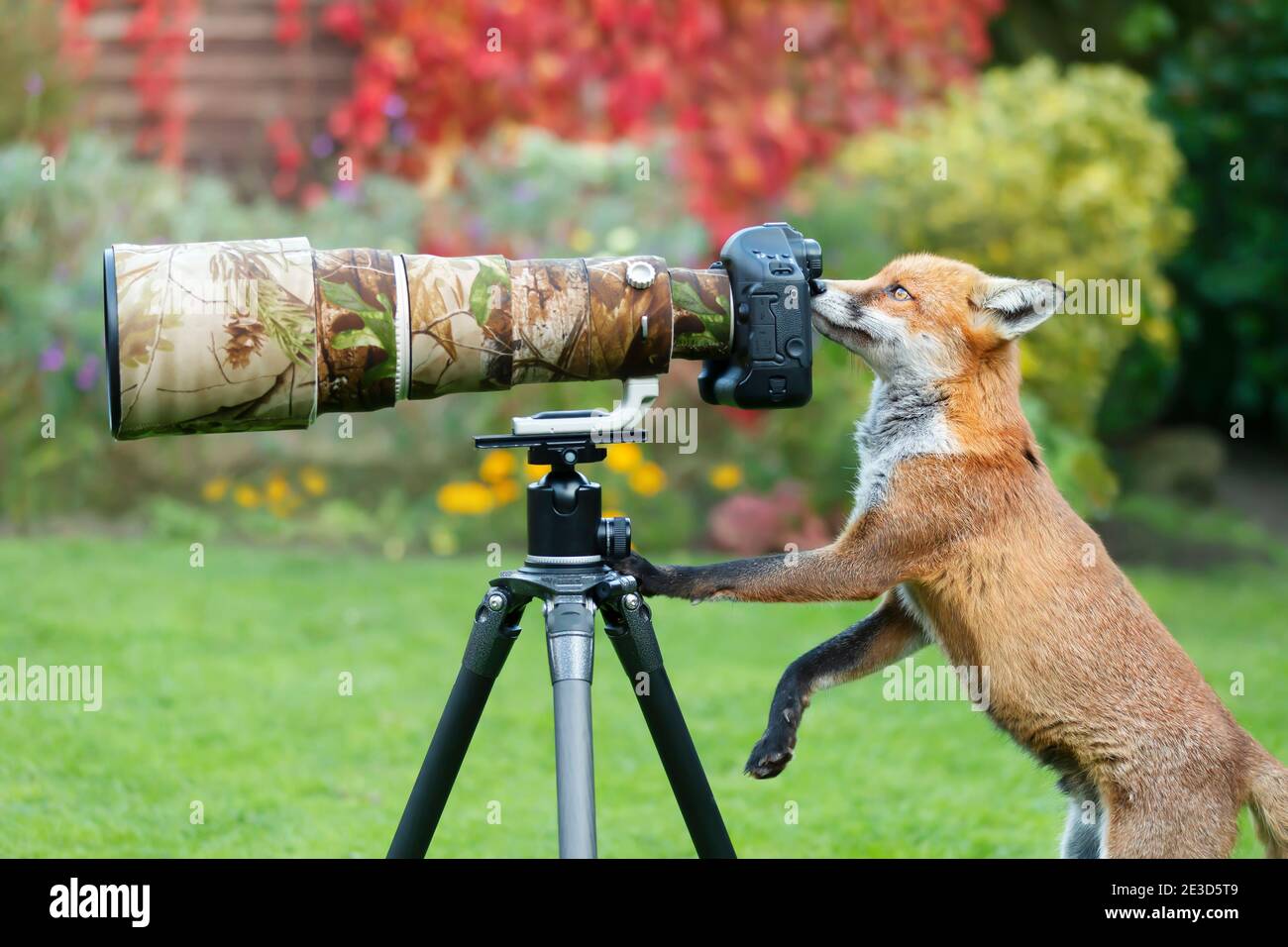 Primo piano di una volpe rossa (Vulpes vulpes) curiosamente guardando attraverso un obiettivo della fotocamera, Regno Unito. Foto Stock