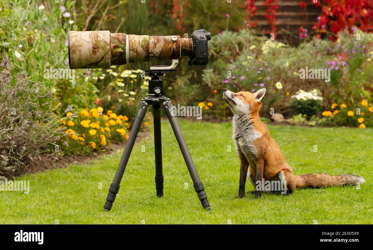 Primo piano di una volpe rossa (Vulpes vulpes) curiosamente guardando un obiettivo di fotocamera, Regno Unito. Foto Stock