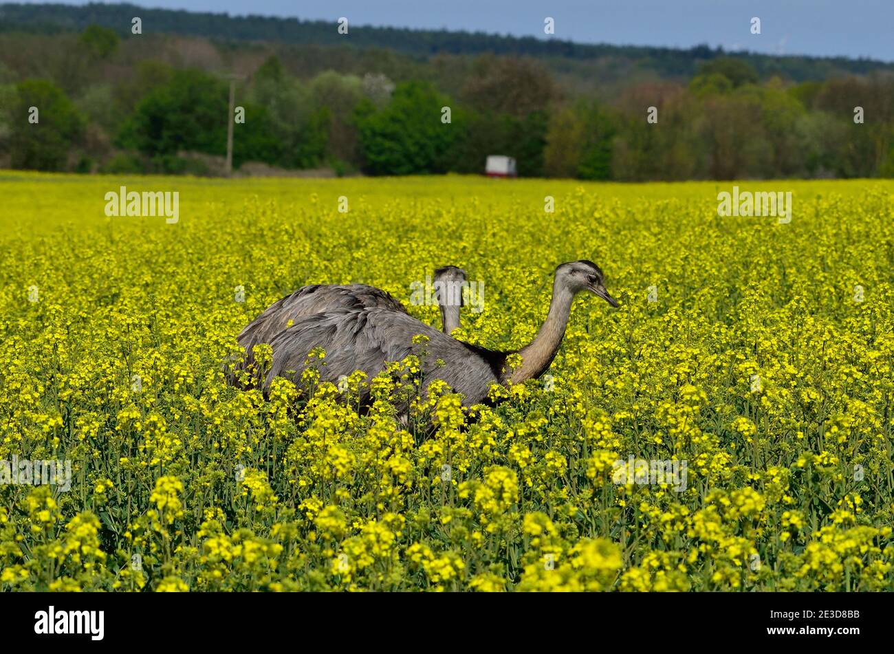 Rhea nel Meclemburgo nord-occidentale, Germania Foto Stock