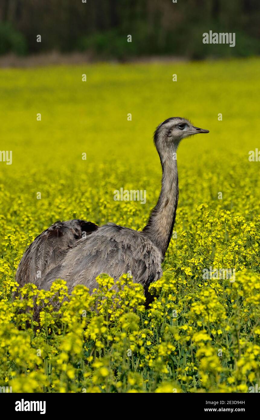 Rhea nel Meclemburgo nord-occidentale, Germania Foto Stock