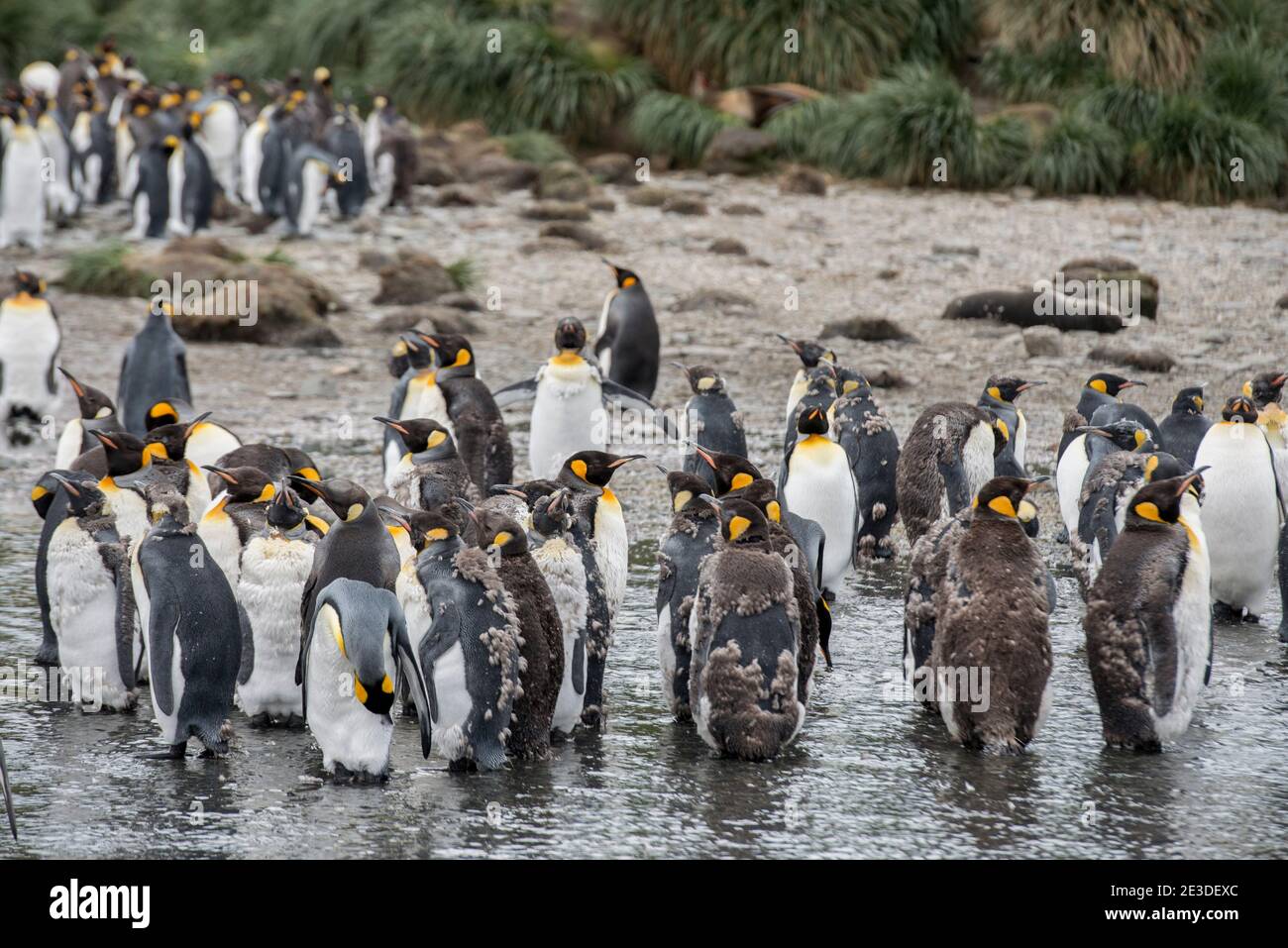 Re Pinguini sulla spiaggia di Gold Harbor georgia antartide Foto Stock