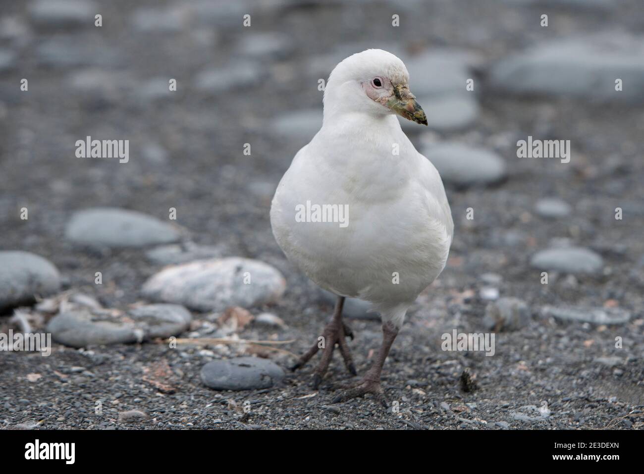 Snowy Sheathbill, Chionis albus, sulla spiaggia di Gold Harbour, isola della georgia meridionale, Antartide. Foto Stock