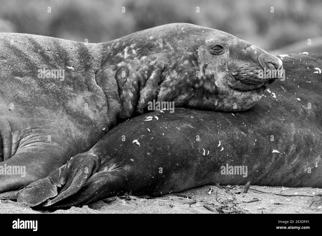 Foche antartiche o elefanti del Sud sulla spiaggia di Gold Harbour, Isola della Georgia del Sud Antartide Foto Stock