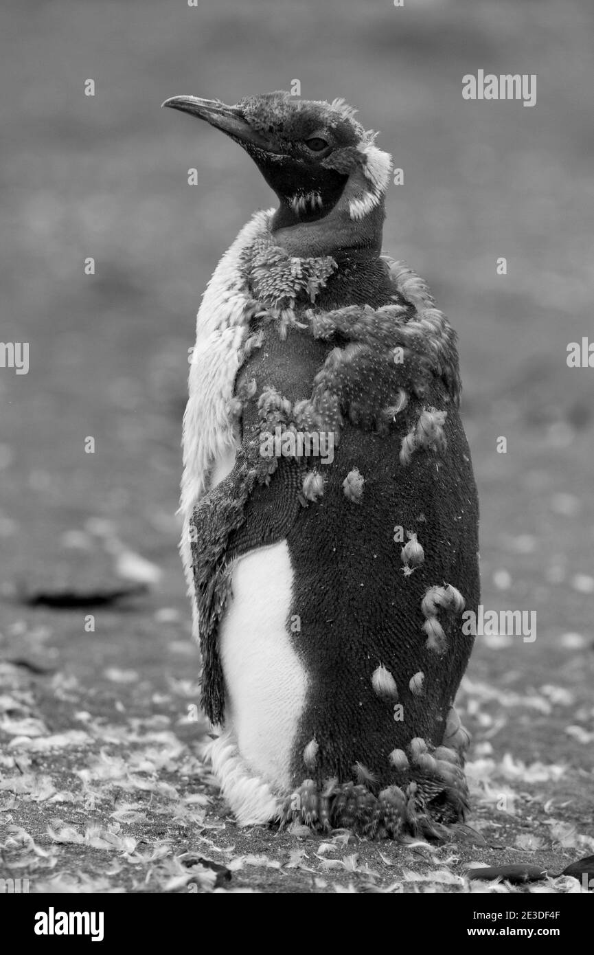 Re Pinguini Atenodytes patagonica sulla spiaggia del Porto d'Oro Isola della Georgia del Sud, Antartide Foto Stock