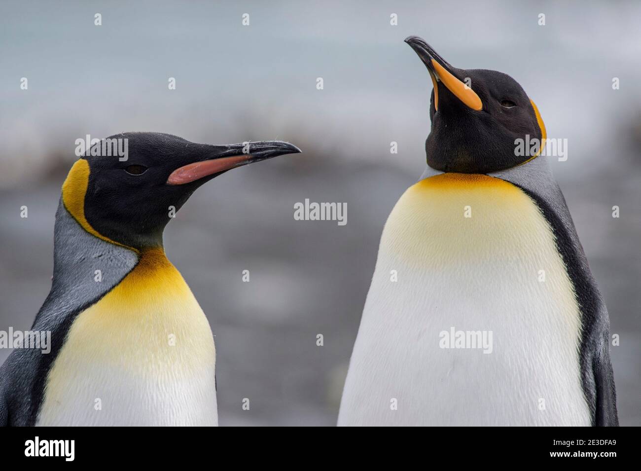 Re Pinguini sulla spiaggia di Gold Harbor georgia antartide Foto Stock