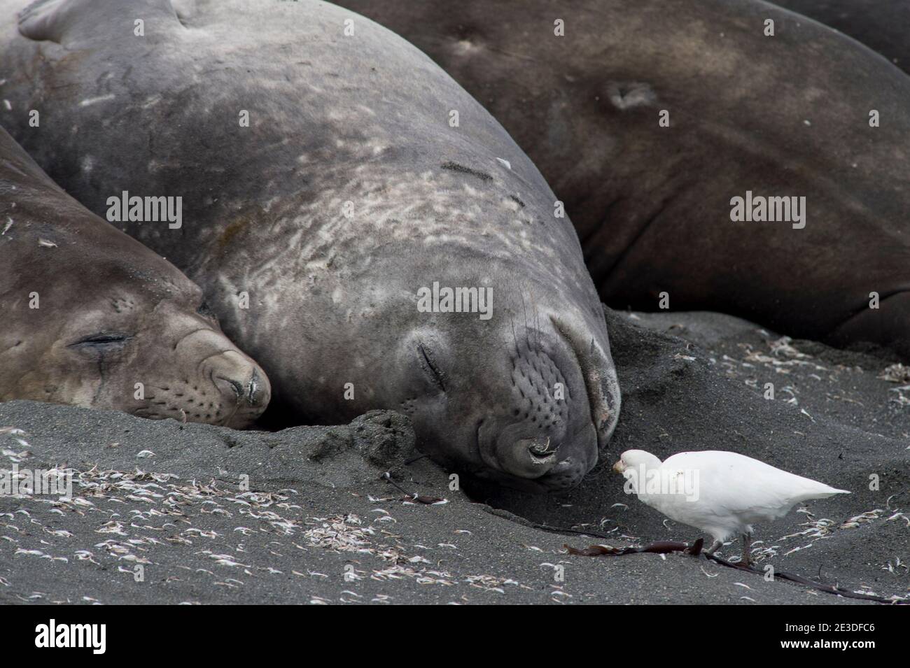 Le foche dell'Antartide o dell'Elefante Meridionale sulla spiaggia di Gold Harbour, nell'Isola della Georgia Meridionale Antartica, con la becco di neve Foto Stock